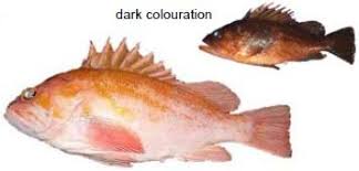 Rockfish Identification Pacific Region Fisheries And