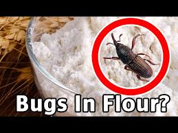 bugs in flour