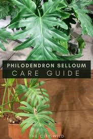 philodendron selloum philodendron