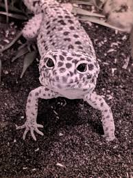 Leopard Gecko Under Red Light Pixel 3xl Album On Imgur