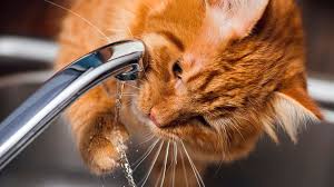 I am just absolutely sick of seeing three trillion pictures of your pet cats! The Water Requirements And Drinking Habits Of Cats Vet