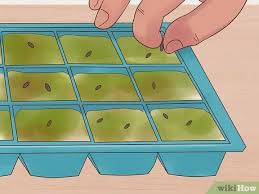 I have grown a few plants from seed to harvest just in a solo cup container. How To Grow Flowers From Seed With Pictures Wikihow