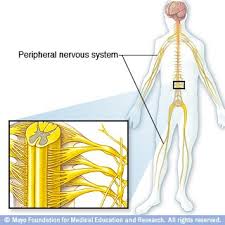 Your nervous system is your body's command center. Slide Show How Your Brain Works Mayo Clinic
