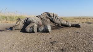 Image result for pictures of dead botswana elephants