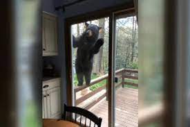 Bear Tries To Get Through Sliding Door