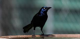 Grackle Problems Here S How To Deter