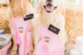 golden retriever halloween costume tutorial