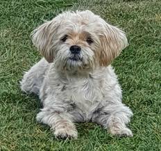 Hi there i am looking for runt off the litter, silky terrier cross, i am elderly lady 65yrs young,looking for sum puppy love. Shih Tzu Mix Shih Tzu