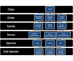 Massasauga Classification