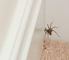 araignées de maison gardez le contrôle