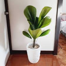 17 Types Of Indoor Palm Plants Best