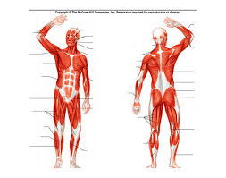 Human Muscular System Diagram Purposegames