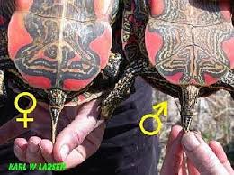 Painted Turtle Plastrons Shell Covering Belly Notice The
