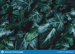 A Wall Of Common Ivy As A Background Or Texture Stock Image