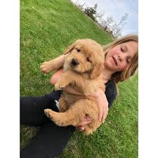 We have an precious litter of american kennel club golden retriever pups that are household raised with children. 4 Females Akc Registered Golden Retriever Puppies Available In Donnelly Idaho Puppies For Sale Near Me