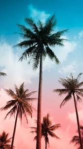 palm tree vibes miami beach palm