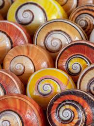 world s most beautiful snails