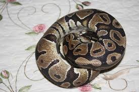 my first ball python