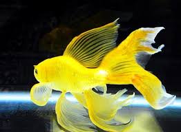 Ikan adalah kelompok vertebrata akuatik yang. 4 Jenis Ikan Hias Yang Bisa Dicampur Dalam Satu Akuarium Kabar Joglo Semar