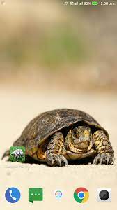 Tortoise Wallpaper HD for Android - APK ...