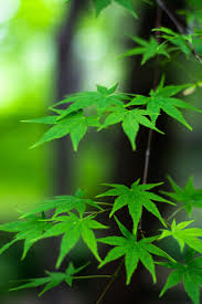 maple tree varieties information about