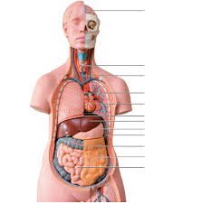 This human torso is almost 3 feet tall. Human Torso Model Part 1 Diagram Quizlet