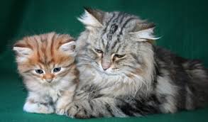 siberian cats and kittens in