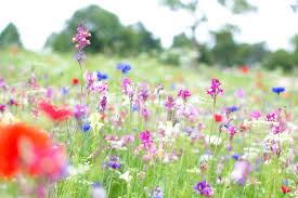 Plant Your Own Wildflower Meadow