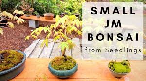 small anese maple bonsai trees from