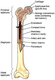 Long bones follow the process of endochondral ossification where the diaphysis grows inside of cartilage from a primary ossification center until it forms most of the bone. Ulna Bone Diagram Full Hd Version Bone Diagram Fault Tree Analysis Editions Delpierre Fr