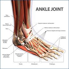 These muscles work together to produce movements such as standing, walking, running, and jumping. Ankle Fractures Broken Ankle Florida Orthopaedic Institute