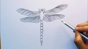 draw dragonfly wings