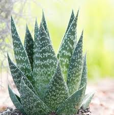 A clump forming succulent producing a rosette of thick fleshy gray. Aloe Costa Farms