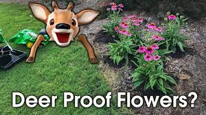 However, deer are just like any other animal that will devour the remember, although there is a popular notion that deer do not prefer strongly scented flowers, it does not necessarily mean all your intense scented. Flowers That Deer Won T Eat Are They Deer Proof Youtube
