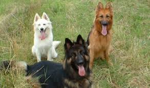 Black is the most recessive of the acceptable german shepherd dog colors. German Shepherd Coat And Color Varieties Pethelpful By Fellow Animal Lovers And Experts