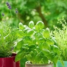 Types Of Herbs Varieties To Grow
