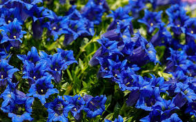 Blue Flowers For A Cool Garden Border