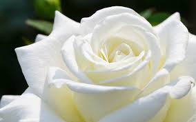 Image result for images of rose hd