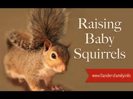 Raising Baby Squirrels