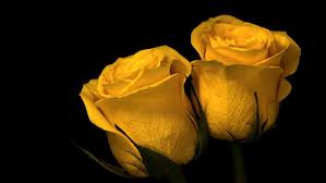 yellow roses hd wallpapers free