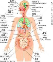 human body structure ilration