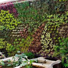 Green Wall With Live Plants