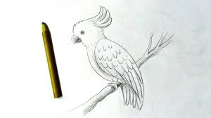 Goffin cockatoo ready to find its new home. How To Draw A Cockatoo Drawing Bird With Pencil Youtube