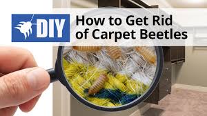 how to get rid of carpet beetles video