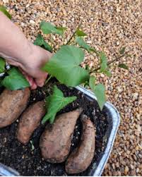 grow sweet potatoes in bags