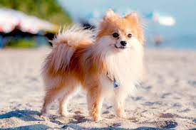 pomeranian dog breed information