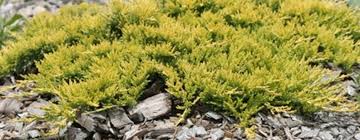 juniperus horizontalis golden carpet