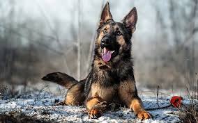 german shepherd dog nice dogs