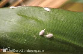 Mealybugs On Your Houseplants