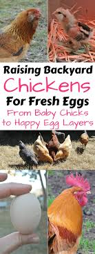 More images for how to train a chicken » Raising Backyard Chickens For Eggs Plus A Recipe For Soaked And Fermented Chicken Feed Butter For All